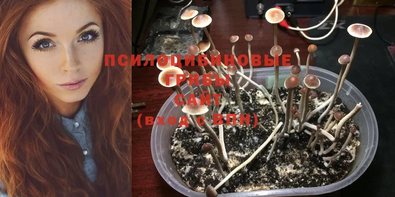 Галлюциногенные грибы Psilocybine cubensis  продажа наркотиков  Курчалой 